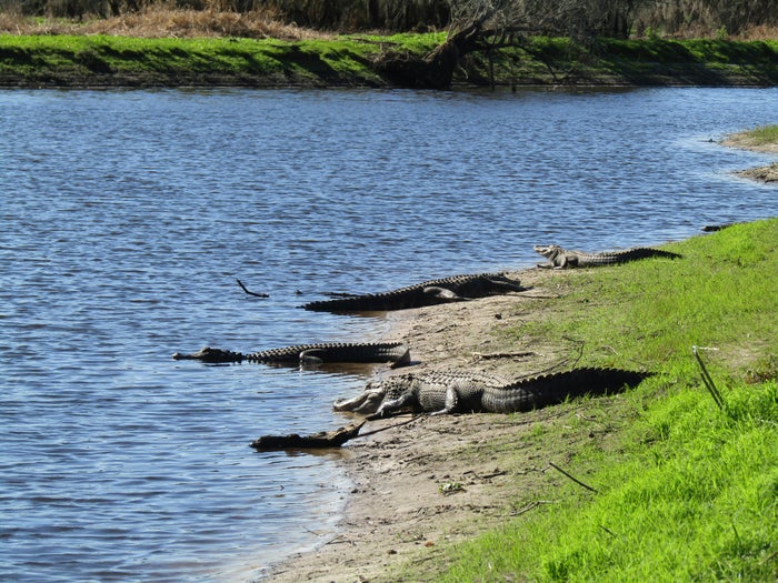 Myakka River State Park Myakka River State Park