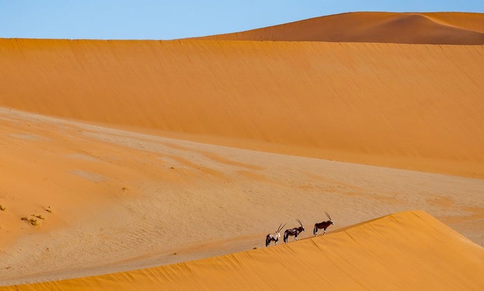 Namib Desert Antelope