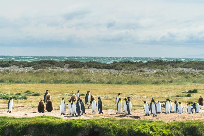Penguin colony Penguin colony