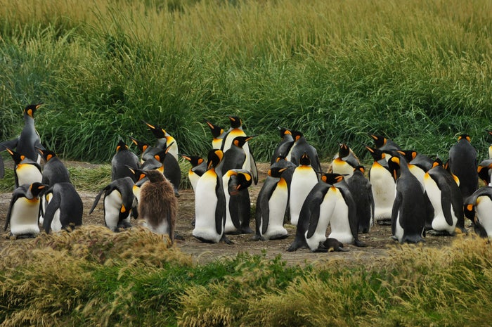 15 Epic Safari Spots To View Wildlife Outside of Africa [2025]