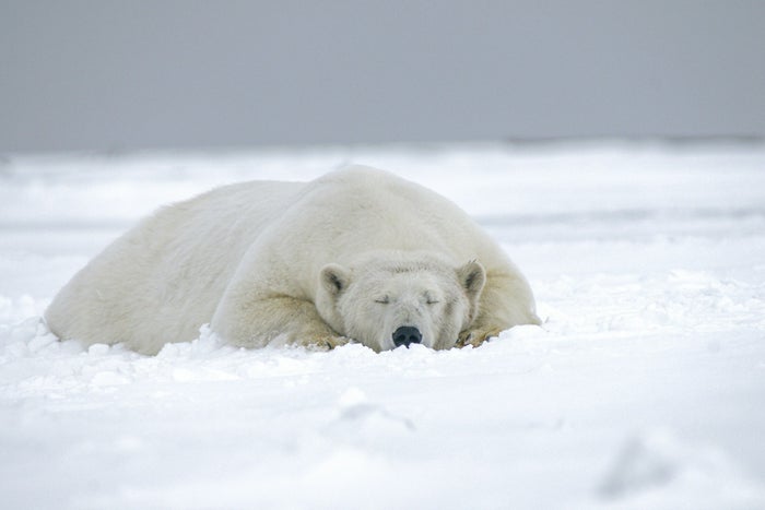 Polar bear Polar bear