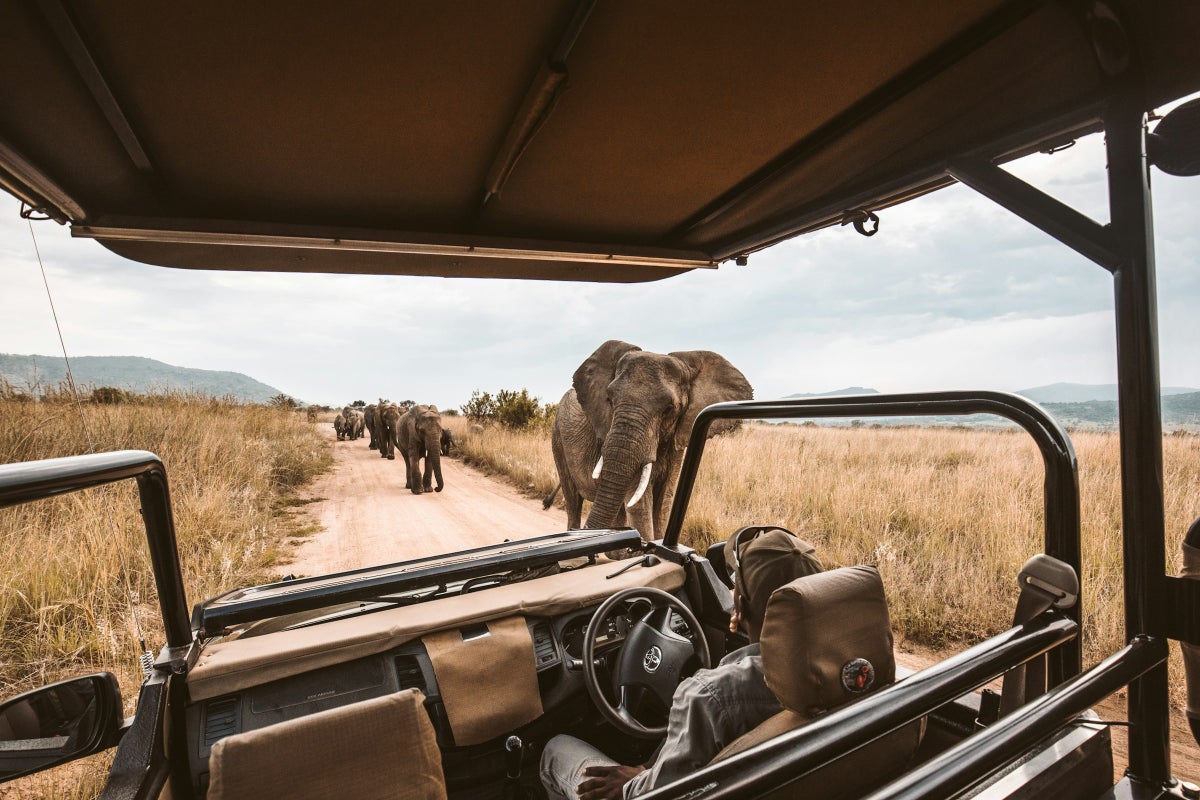 The 9 Best Countries in Africa for a Safari in 2024