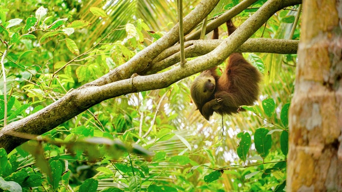Sloth Sloth