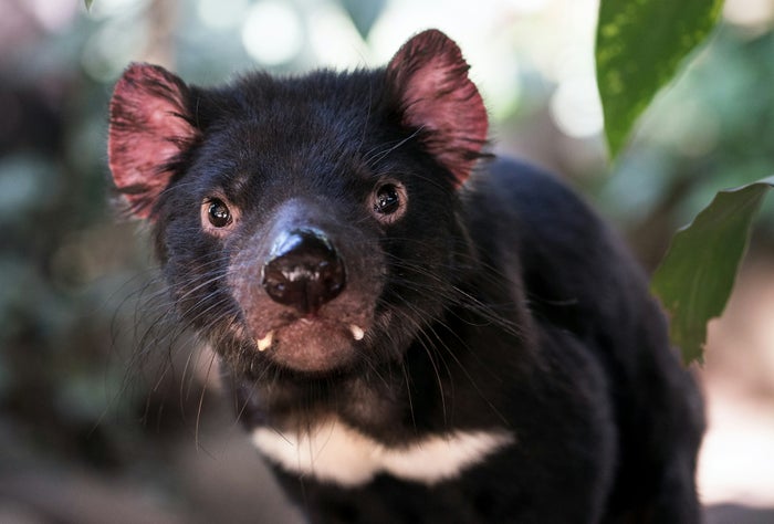 Tasmanian Devil Tasmanian Devil