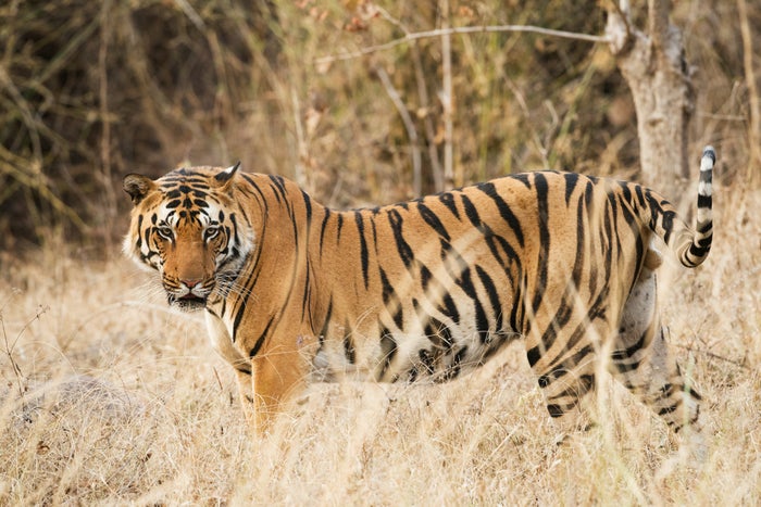 Tiger Tiger