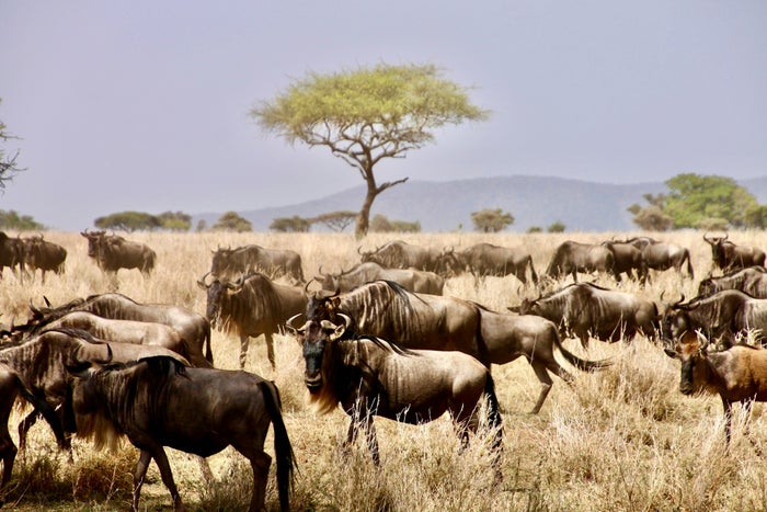 Wildabeest and zebra