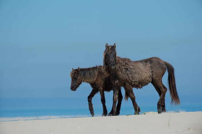 Young Wild Horses of Sable Island on Beach Young Wild Horses of Sable Island on Beach
