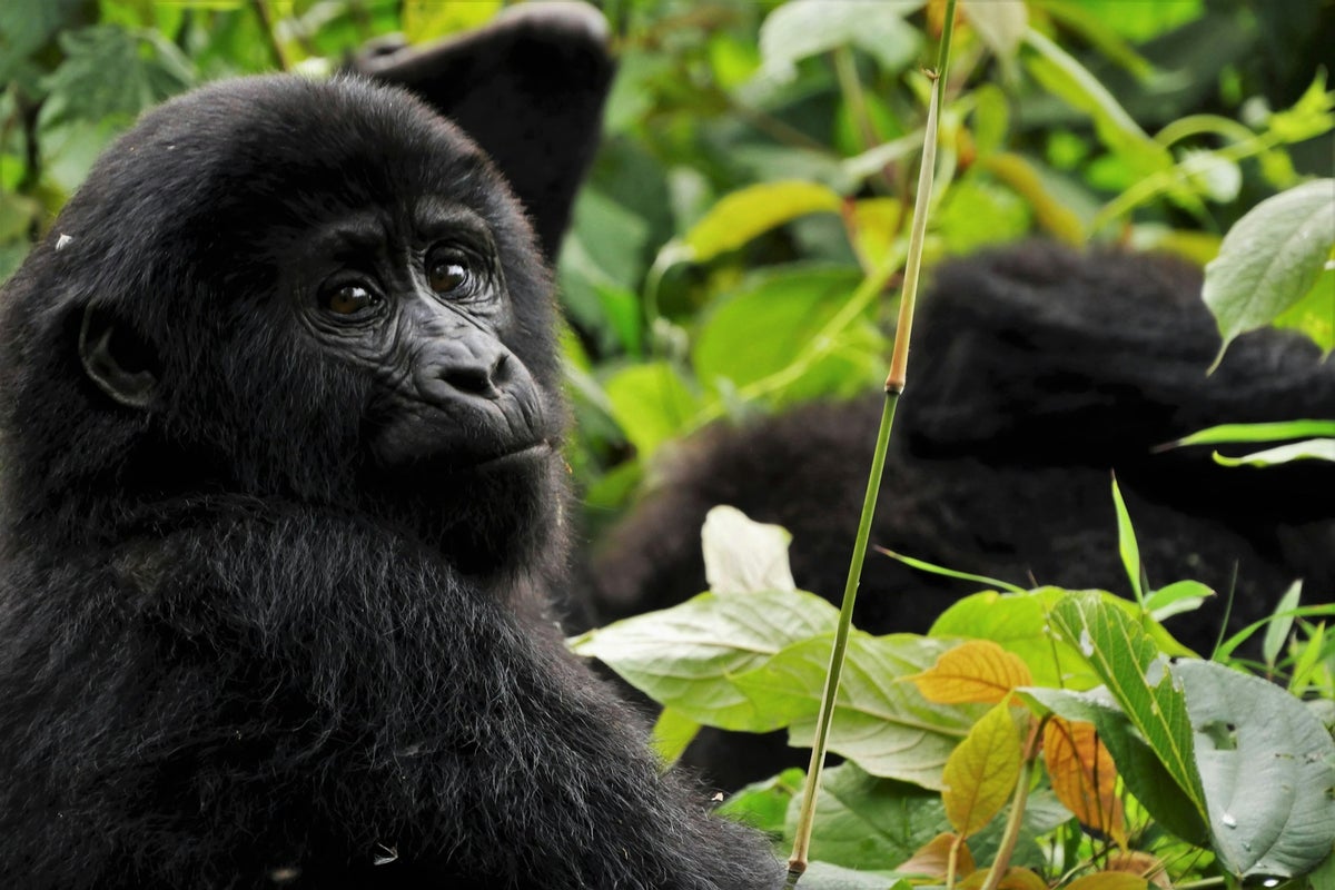 gorilla Uganda