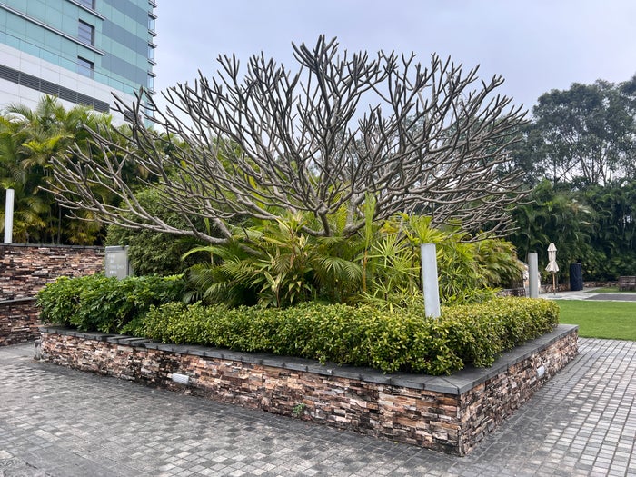 Hyatt Regency Hong Kong Sha Tin garden plants