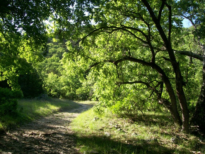 Lost Maples State Natural Area for Ideal Weather Lost Maples State Natural Area for Ideal Weather