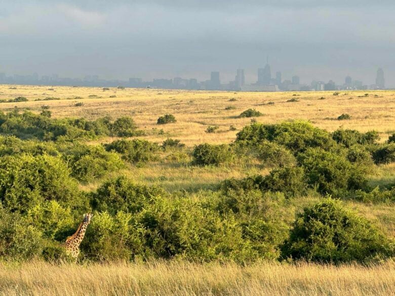 Giraffe at Nairobi National Park in Kenya.
