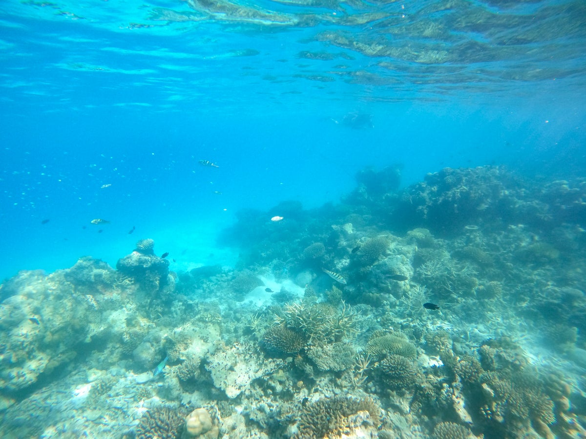 Snorkling in the Maldives