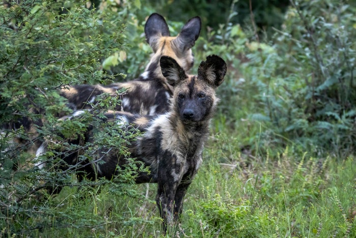 Wild dogs Madikwe Wild dogs Madikwe
