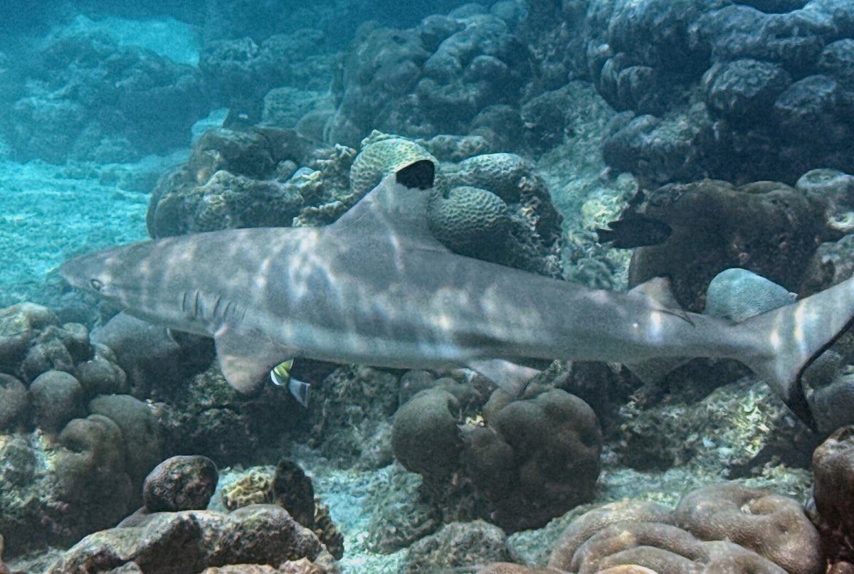 black tip reef shark in the Maldives