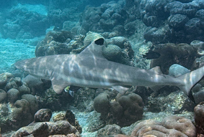 black tip reef shark in the Maldives black tip reef shark in the Maldives