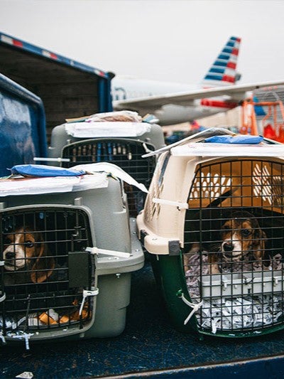 AA Cargo dogs
