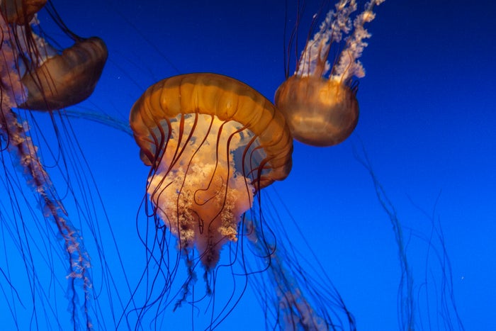 The 25 Best Zoos and Aquariums in the U.S. [2024]