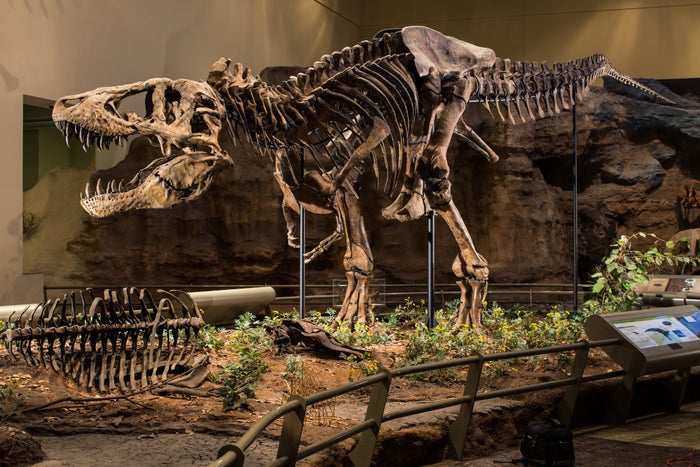 Carnegie Museum of Natural History Carnegie Museum of Natural History