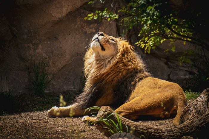 Denver Zoo
