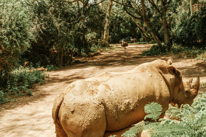 Disneys Animal Kingdom Theme Park