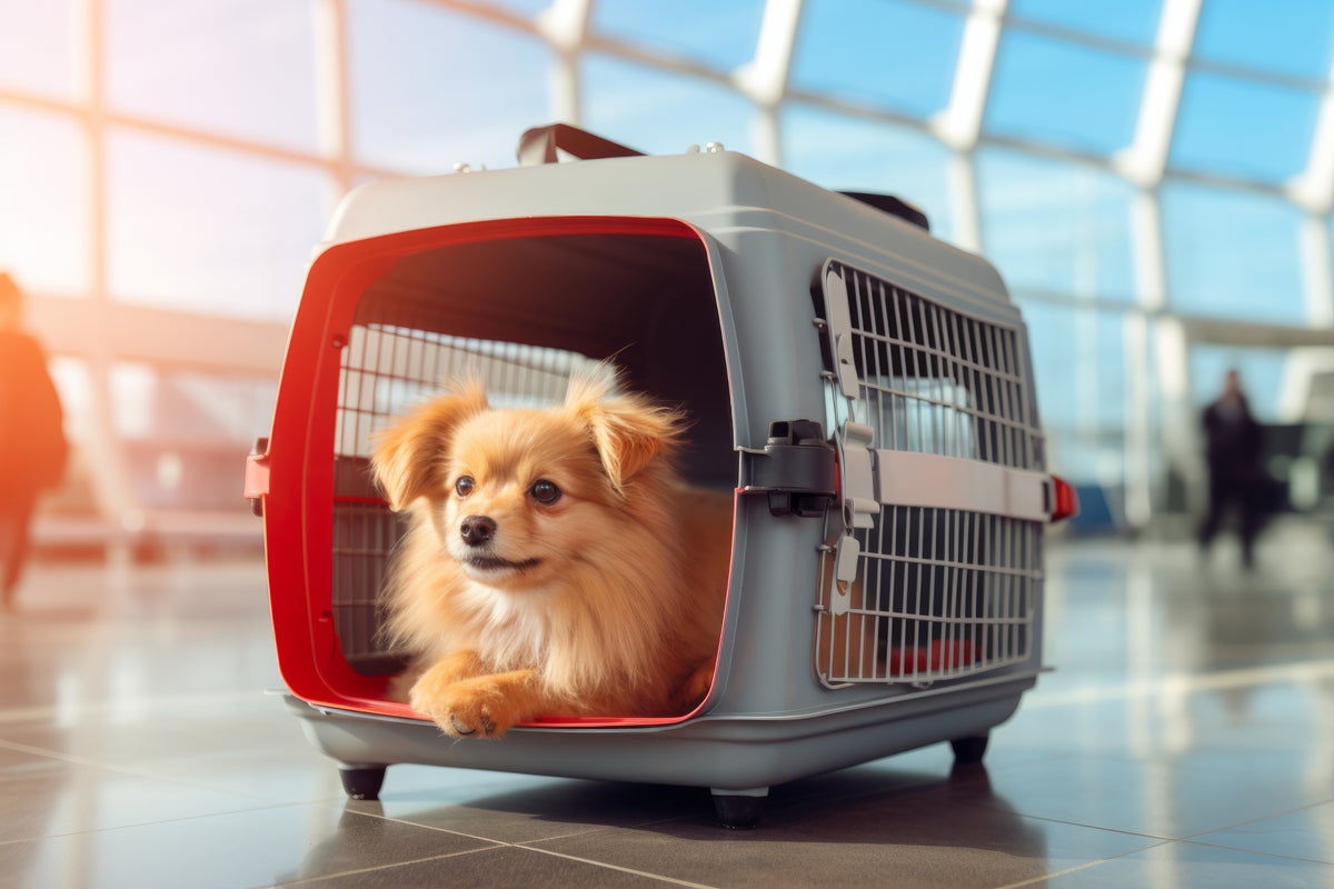 [Expired] JetBlue Offering Discount on Pet Fares for Summer Travel [Book Today!]