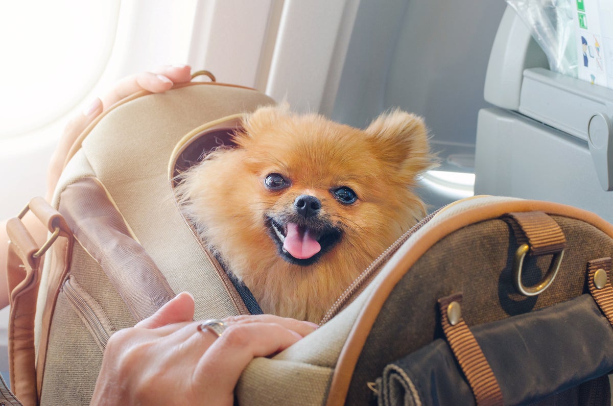Dog in carrier at airplane seat