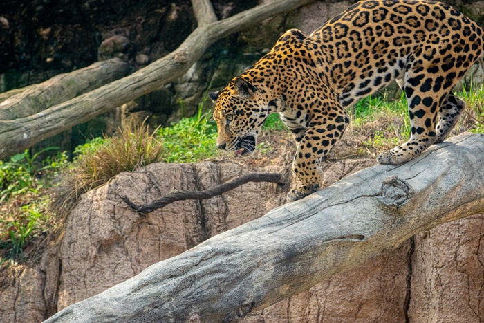 Houston Zoo