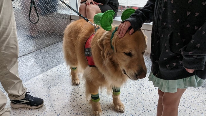 IAH to ATL Delta economy flight review IAH service dog IAH to ATL Delta economy flight review IAH service dog