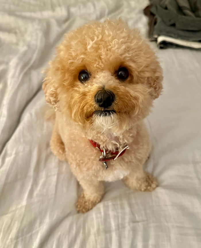 Piper Piper