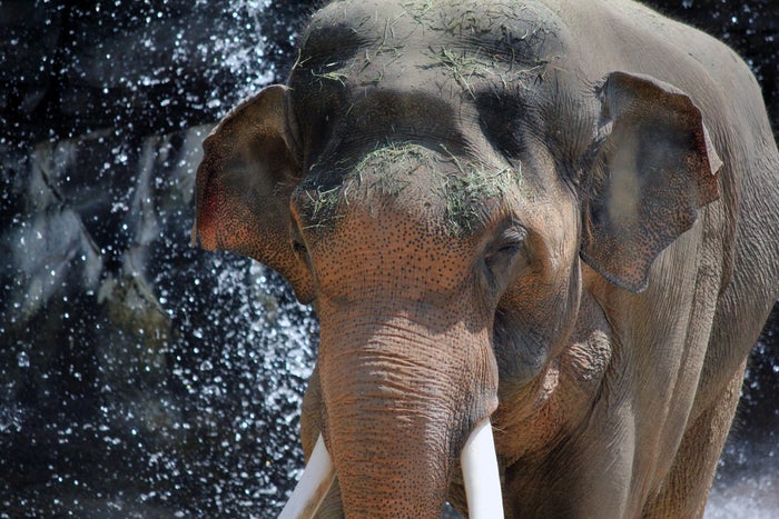 Los Angeles Zoo