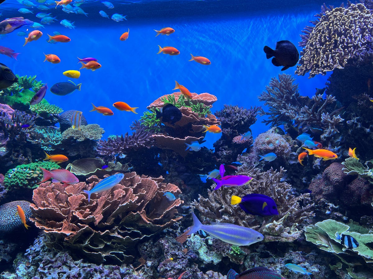 The 25 Best Zoos and Aquariums in the U S 2024 The 25 Best Zoos and Aquariums in the U S 2024