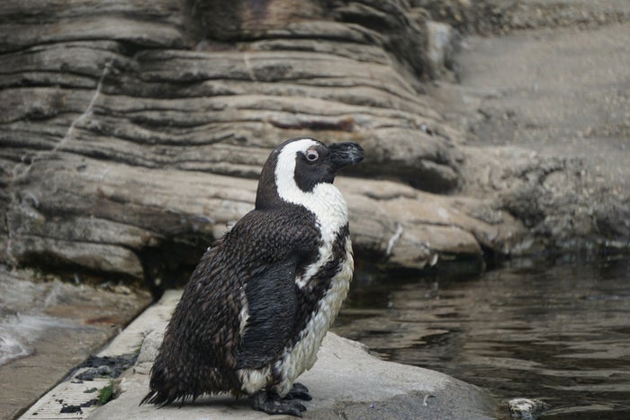 New York Aquarium