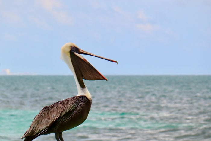 Pelican Pelican