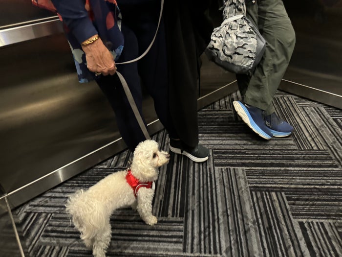 Pet Friendly Tru by Hilton Brooklyn Pet Friendly Tru by Hilton Brooklyn