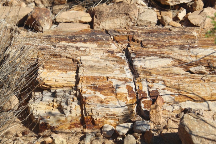 Petrified Logs Petrified Logs