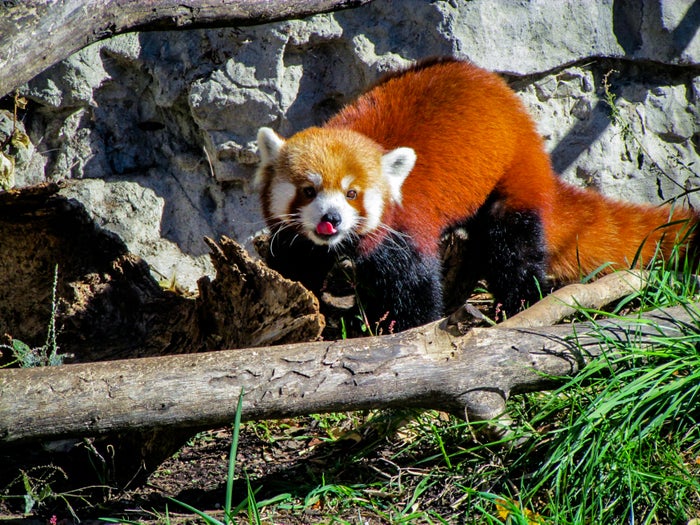 Saint Louis Zoo