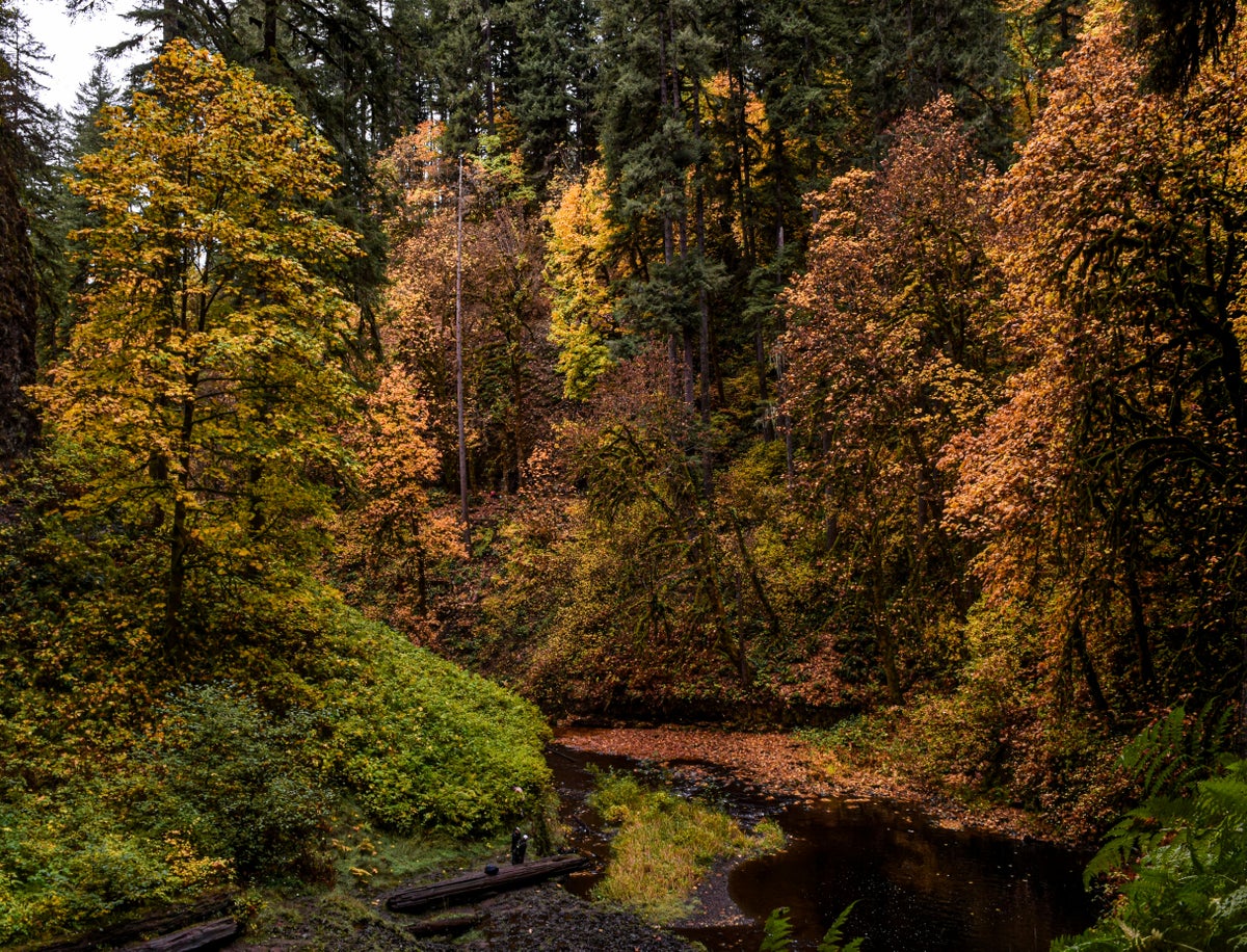Silver Falls State Park for Fall Foliage