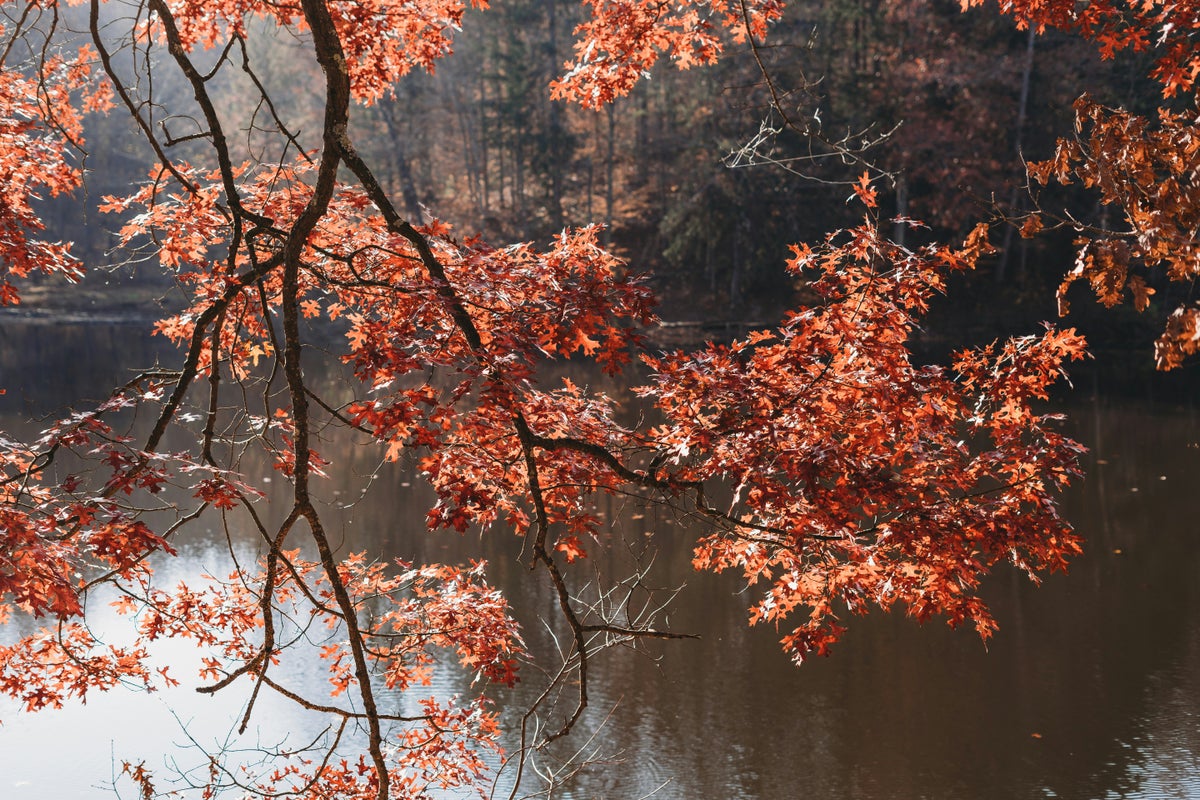 Brown County State Park for Fall Foliage