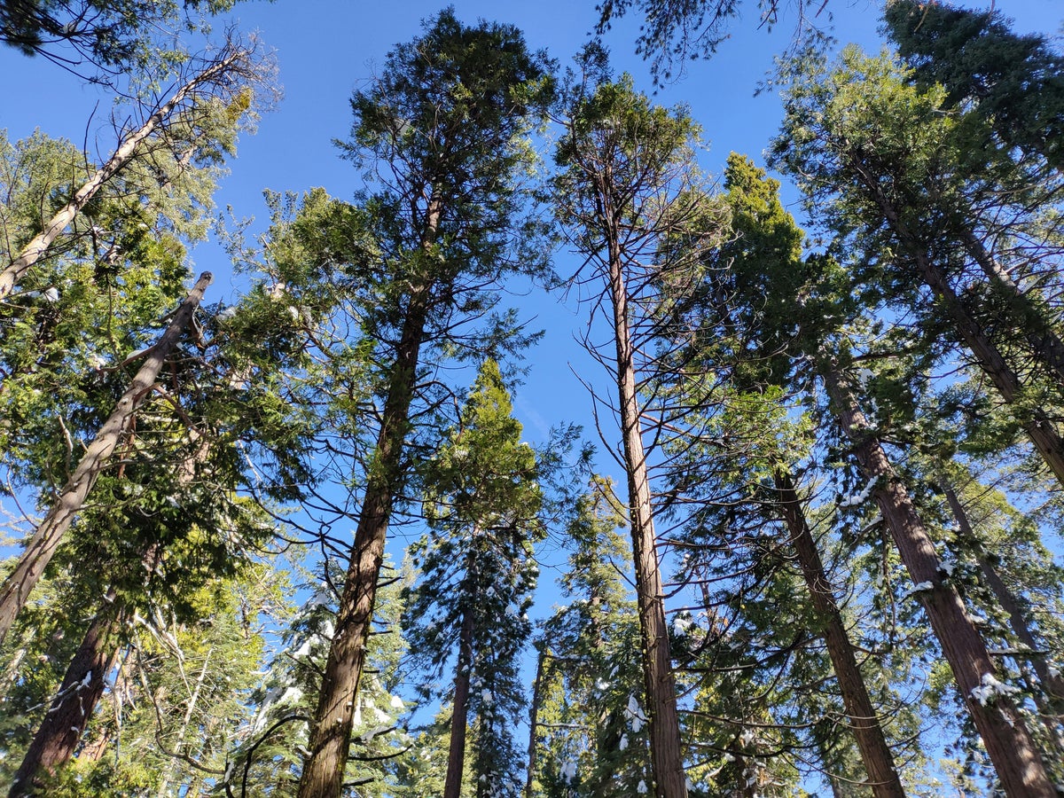 Calaveras Big Trees State Park Guide — Hiking, Wildlife, and More 