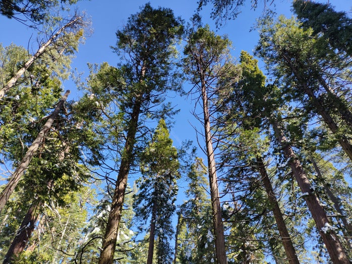 Calaveras Big Trees State Park Guide — Hiking, Wildlife, and More 
