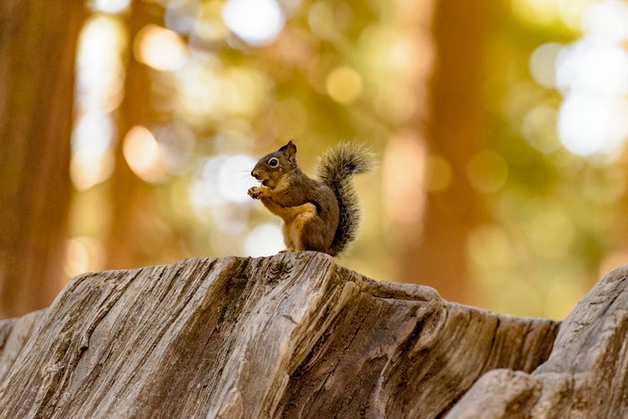 Calaveras Big Trees State Park Wildlife