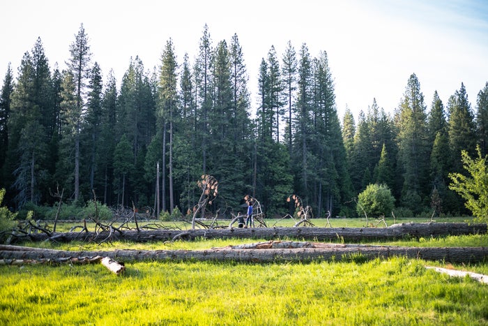 Calaveras Big Trees State Park to Avoid the Crowds