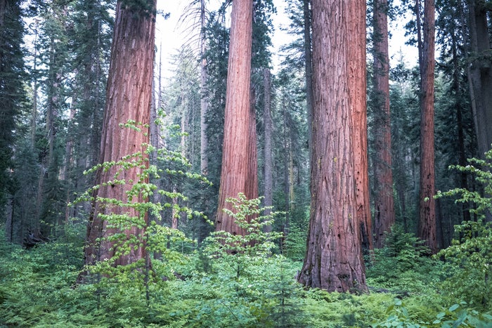 Calaveras Big Trees State Park
