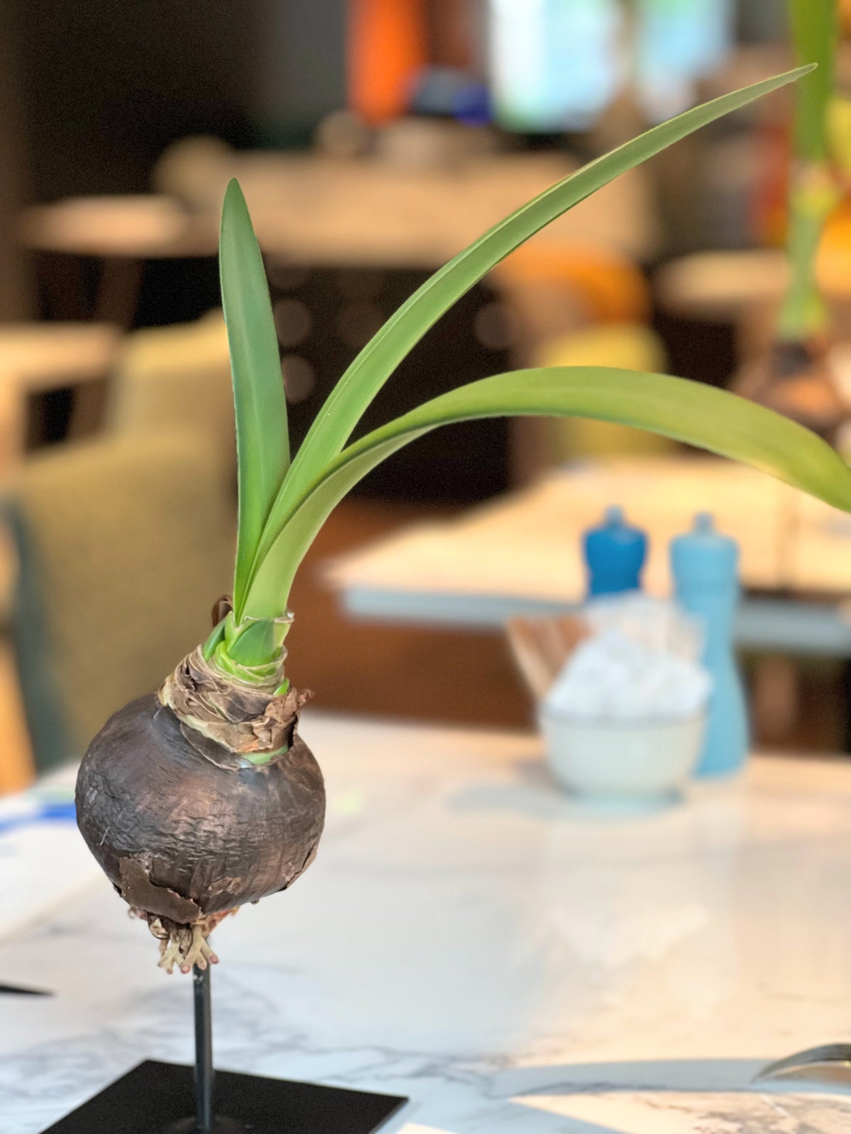 Flower bulb table decorations at Andaz Amsterdam