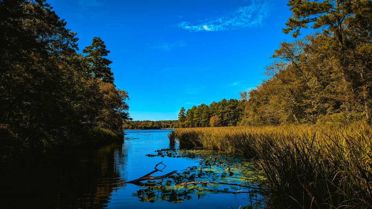 Tyler State Park Guide — Hiking, Wildlife, and More 