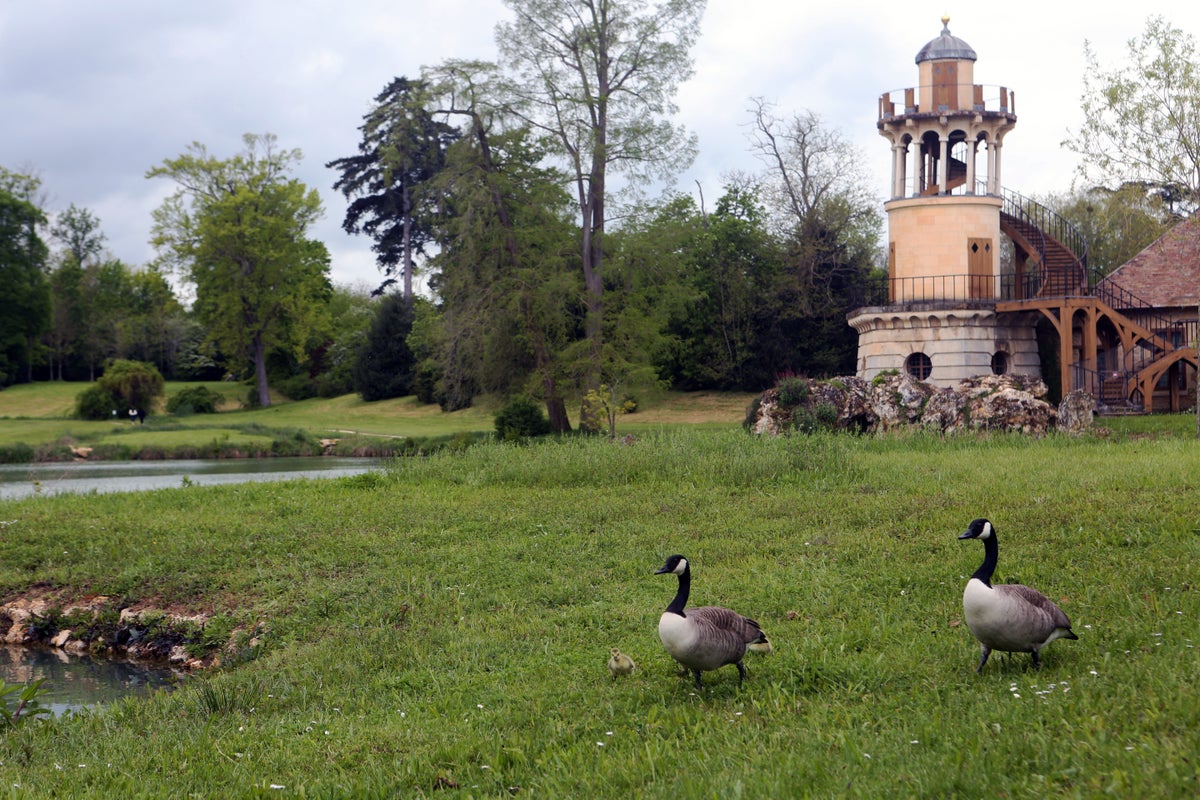 Versailles Gardens Petit Hameau geese goslings