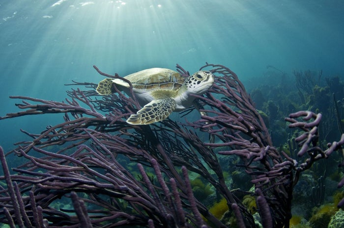 The 7 Best All-Inclusive Resorts for Snorkeling in the Caribbean [2026]