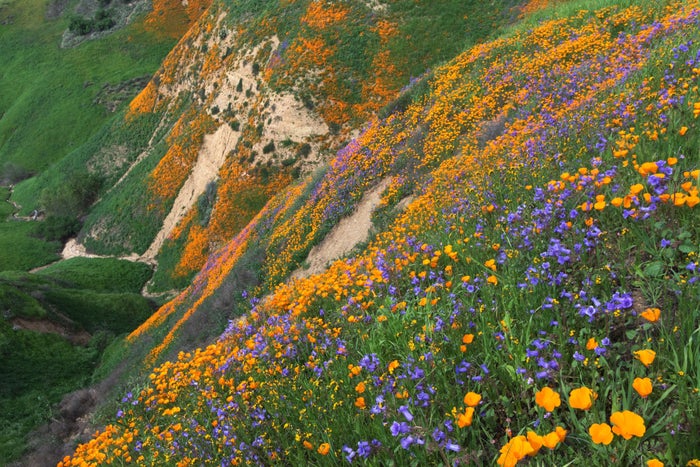 California Golden Poppy and Phacelia Minor blooming in Chino Hills State Park, California California Golden Poppy and Phacelia Minor blooming in Chino Hills State Park, California