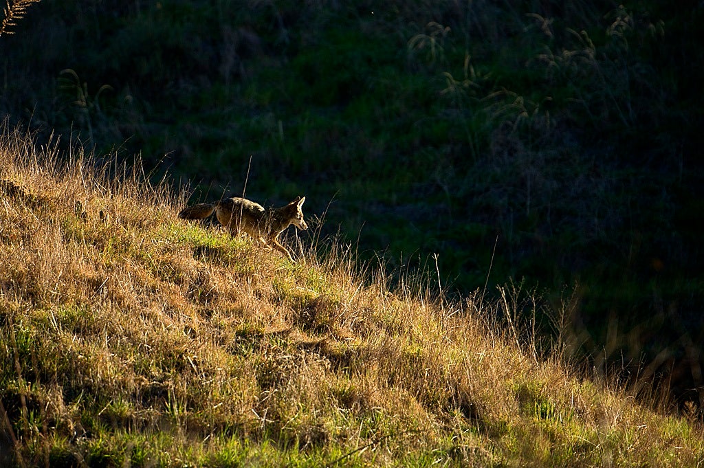 Wildlife at Chino Hills State Park