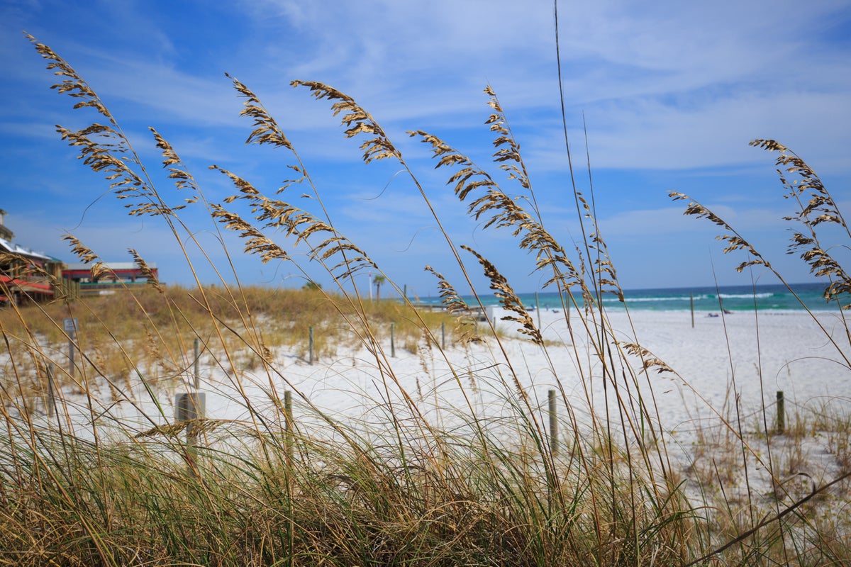 Wild grasses on Henderson state park beach sea coast.